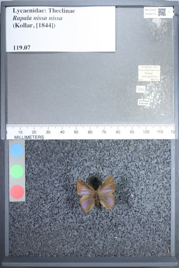 Media type: image;   Entomology 68716